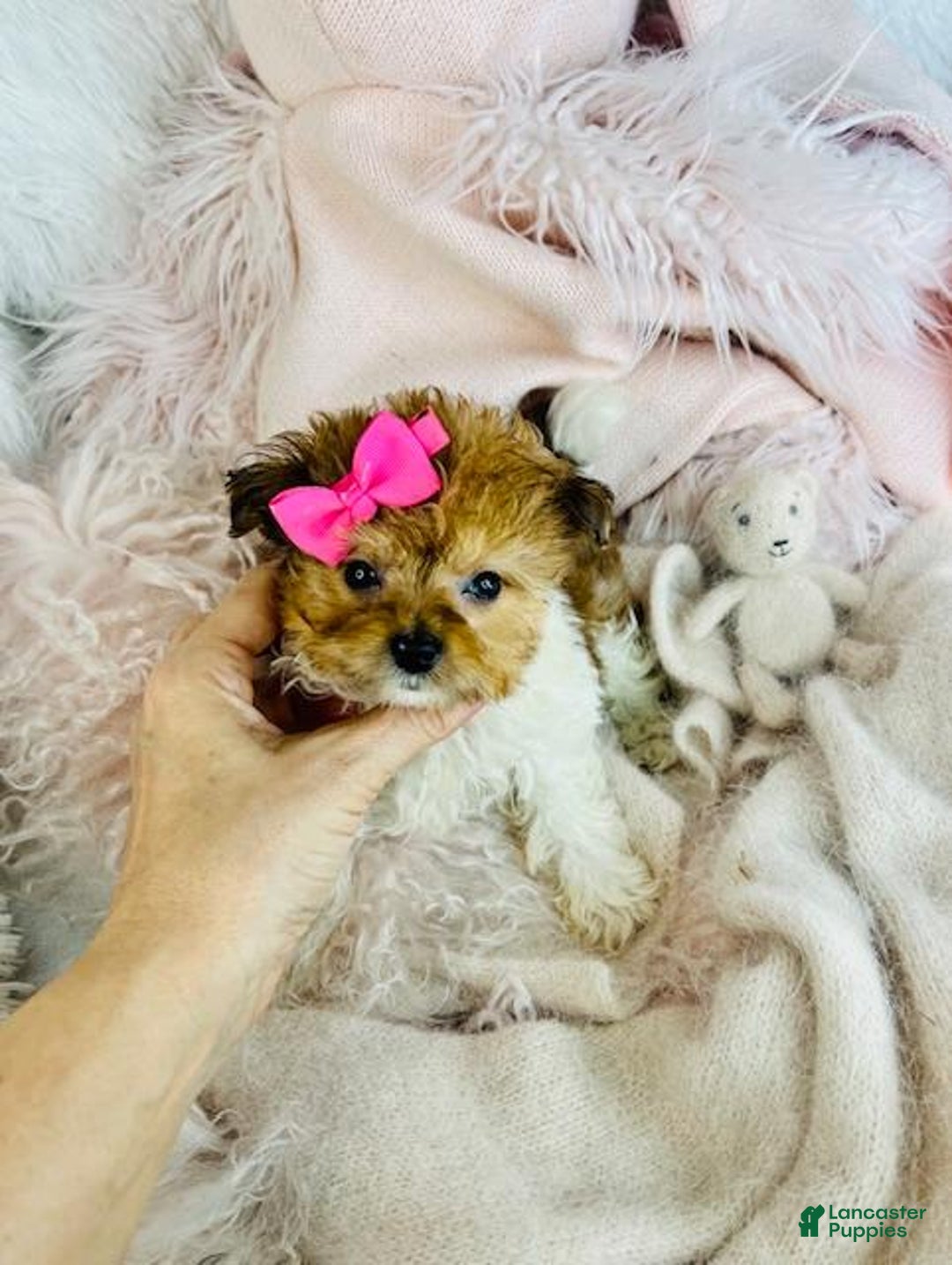 Pomapoo dogs for sale: Pomapoo Puppy 1 - Ad 6