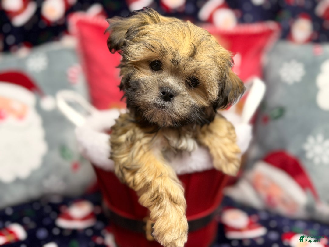 Malshi dogs for sale: Jin - Ad 1