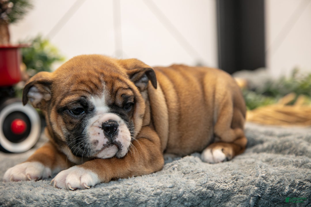 Mixed Breed dogs for sale: Stacy - Ad 2