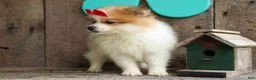 Pomeranian dogs for sale: Eric🐾 - Ad 19