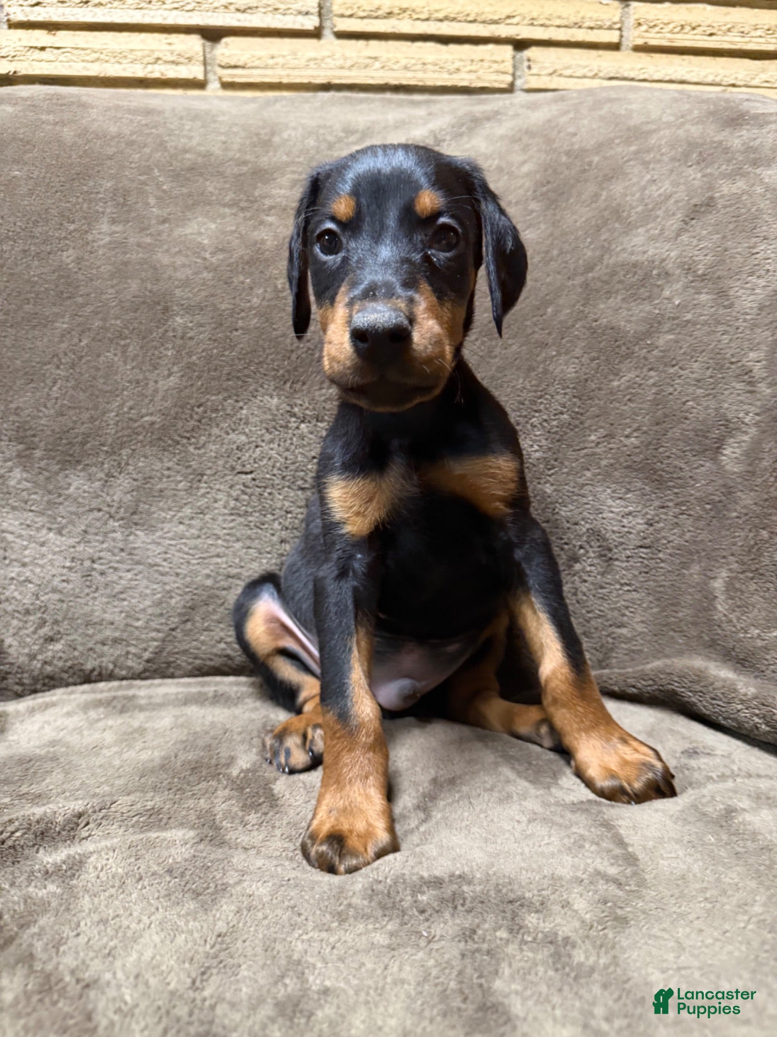 Doberman Pinscher dogs for sale: Sterling - Ad 4