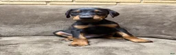 Doberman Pinscher dogs for sale: Sterling - Ad 1