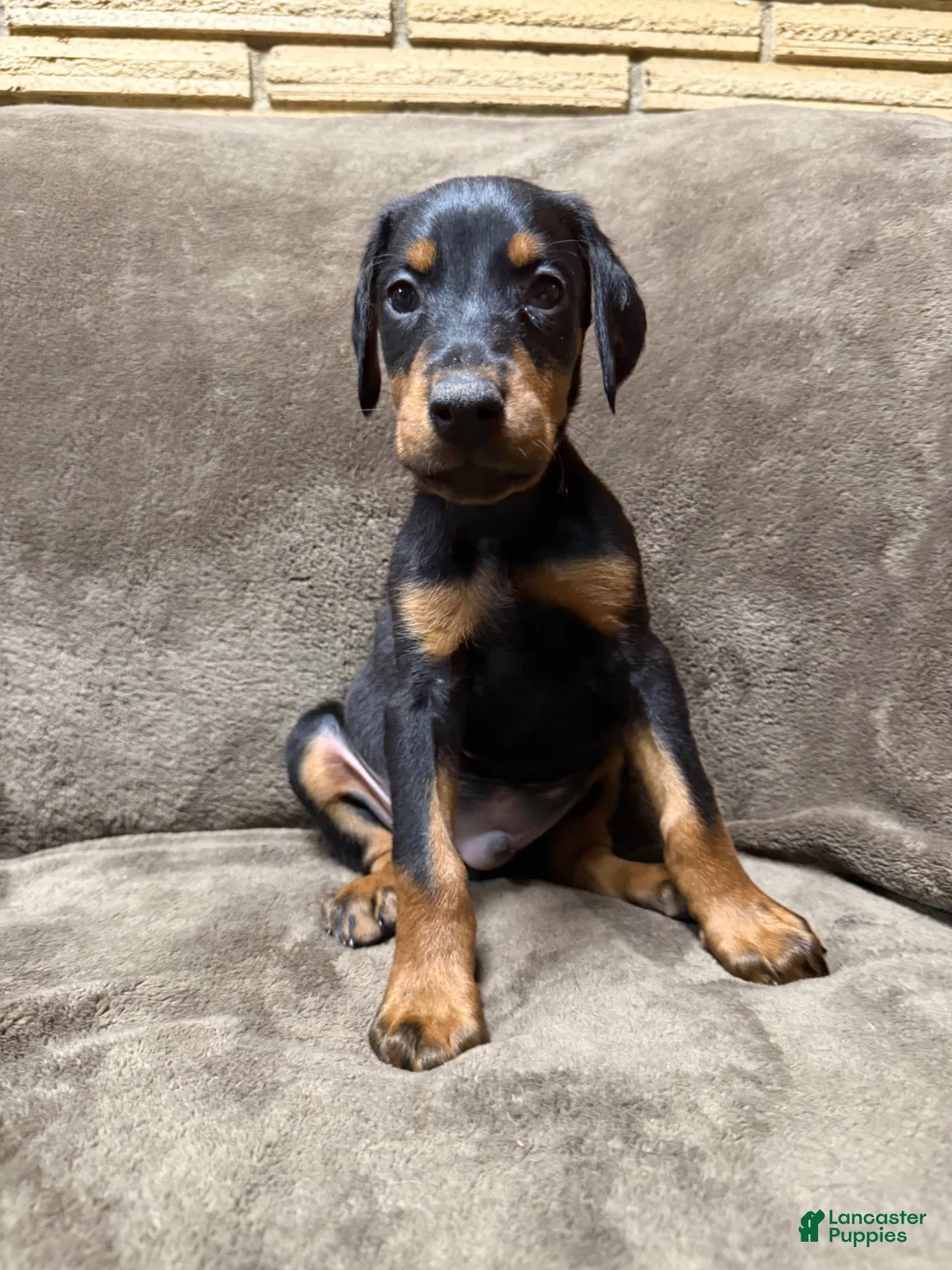 Doberman Pinscher dogs for sale: Sterling - Ad 1