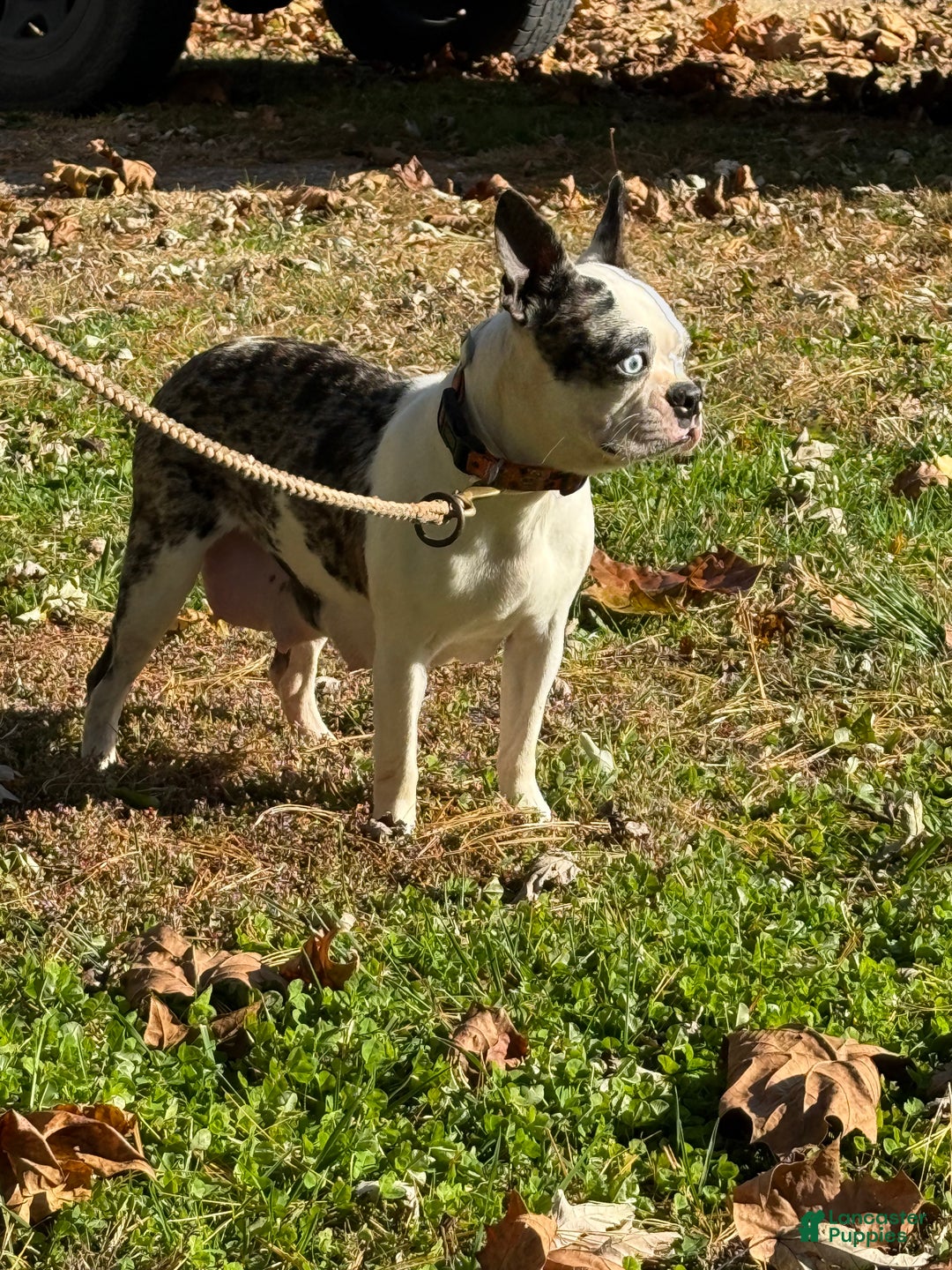 Boston Terrier dogs for sale: Boston Terrier Puppy 1 - Ad 3