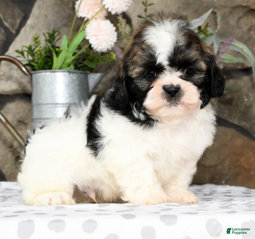 Gallery Image {{count}}