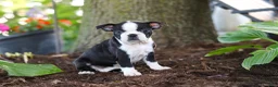 Boston Terrier dogs for sale: Missy - Ad 3
