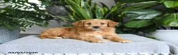 Mini Goldendoodle dogs for sale: Banjo - Ad 5