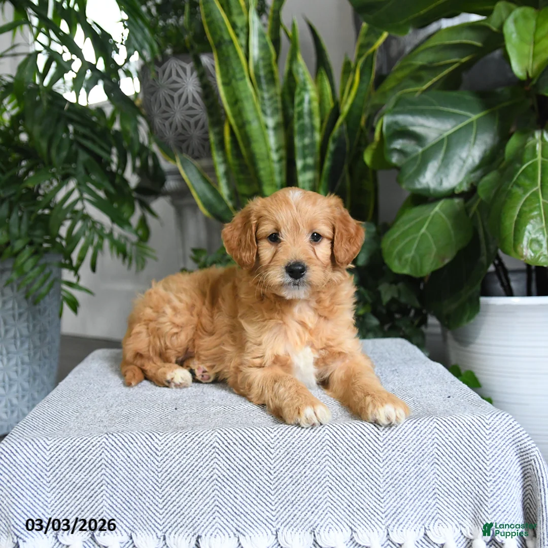 Mini Goldendoodle dogs for sale: Banjo - Ad 5