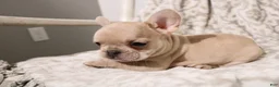 French Bulldog dogs for sale: Louie - Ad 4