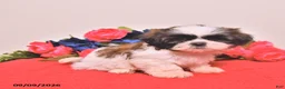 Shih Tzu dogs for sale: Noriah - Ad 3