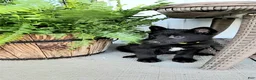 German Shepherd dogs for sale: Clover - Ad 4