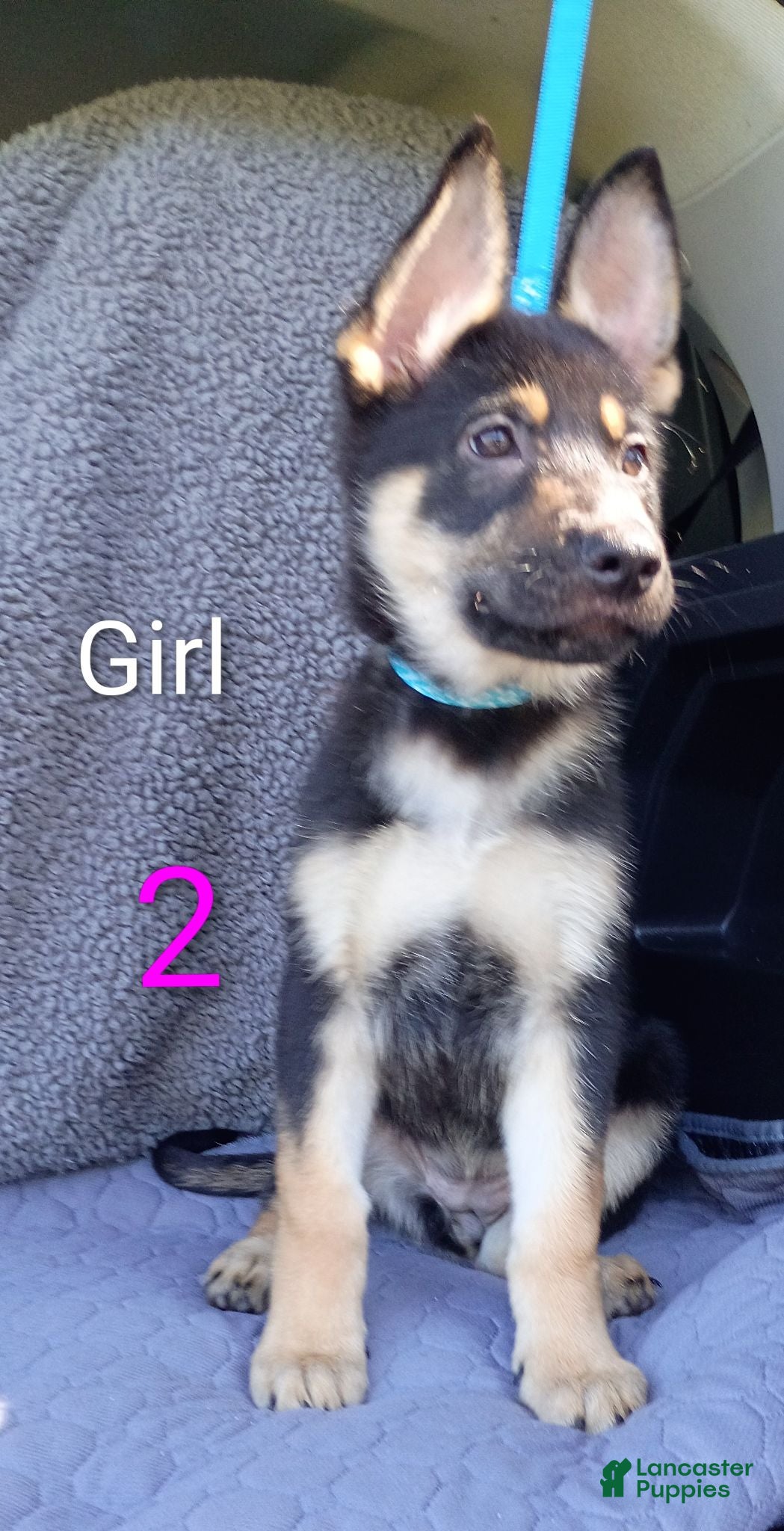 German Shepherd dogs German Shepherd 4 - Ad 37