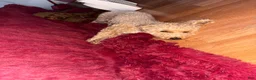 Toy Poodle dogs for sale: Toy Poodle Puppy 4 - Ad 11