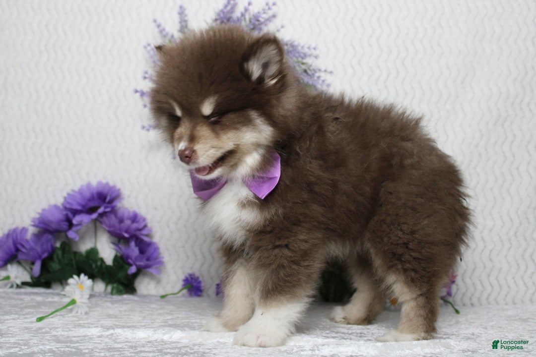 Pomsky dogs for sale: Duey  - Ad 7