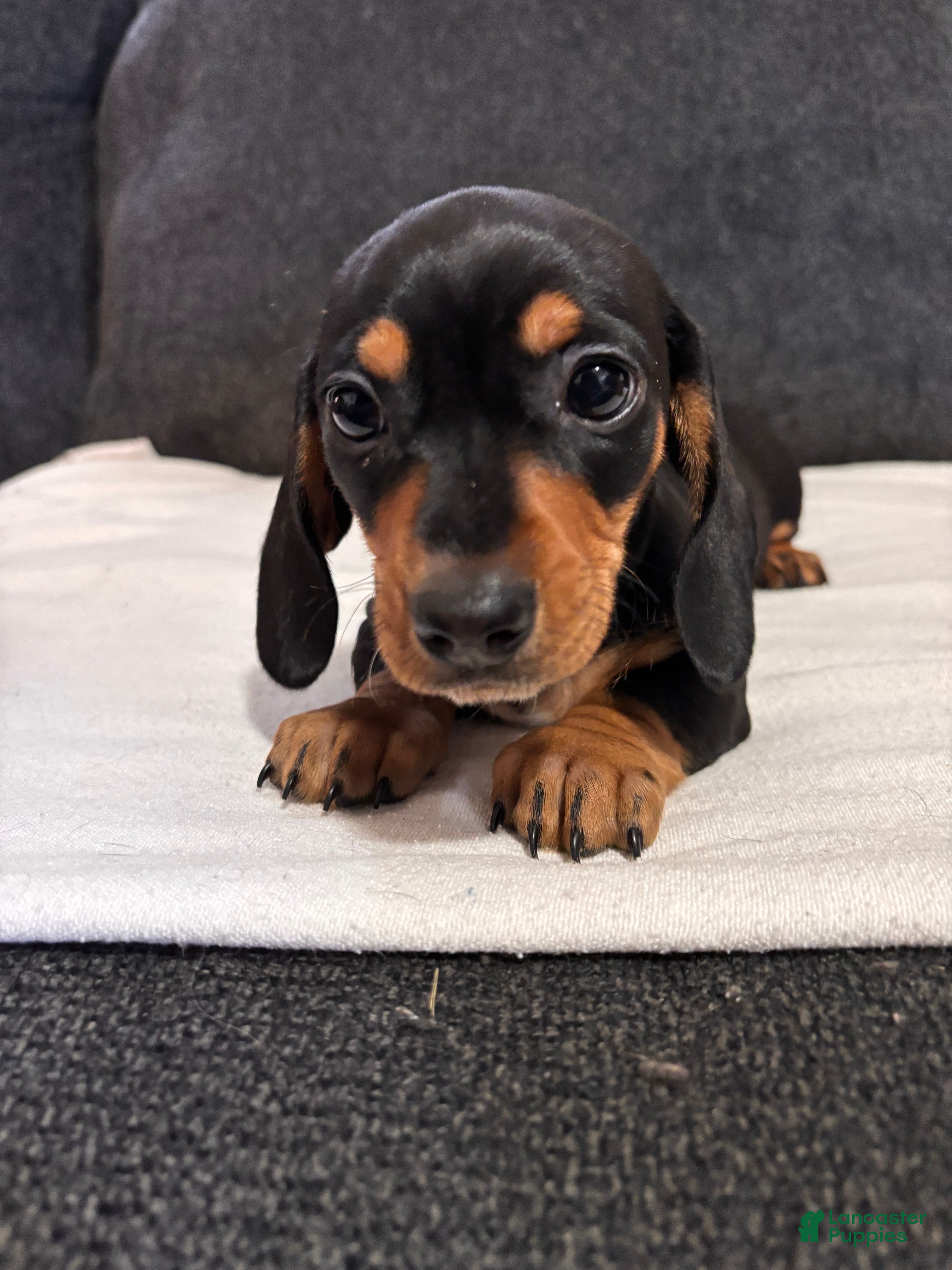 Dachshund