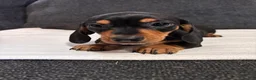 Dachshund dogs for sale: Dachshund 1 - Ad 1