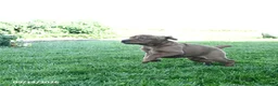 Mini Hippo dogs for sale: Missie - Ad 4