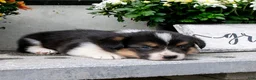 Welsh Corgi Pembroke dogs for sale: Carver - Ad 2
