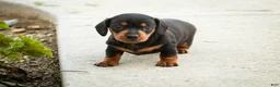Miniature Dachshund dogs for sale: CeCe - Ad 8