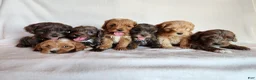 Cockapoo dogs for sale: Beauty - Ad 4