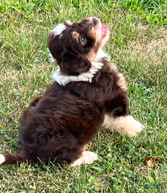 Aussiedoodle dogs Eclair Mini Aussiedoodle  - Ad 2