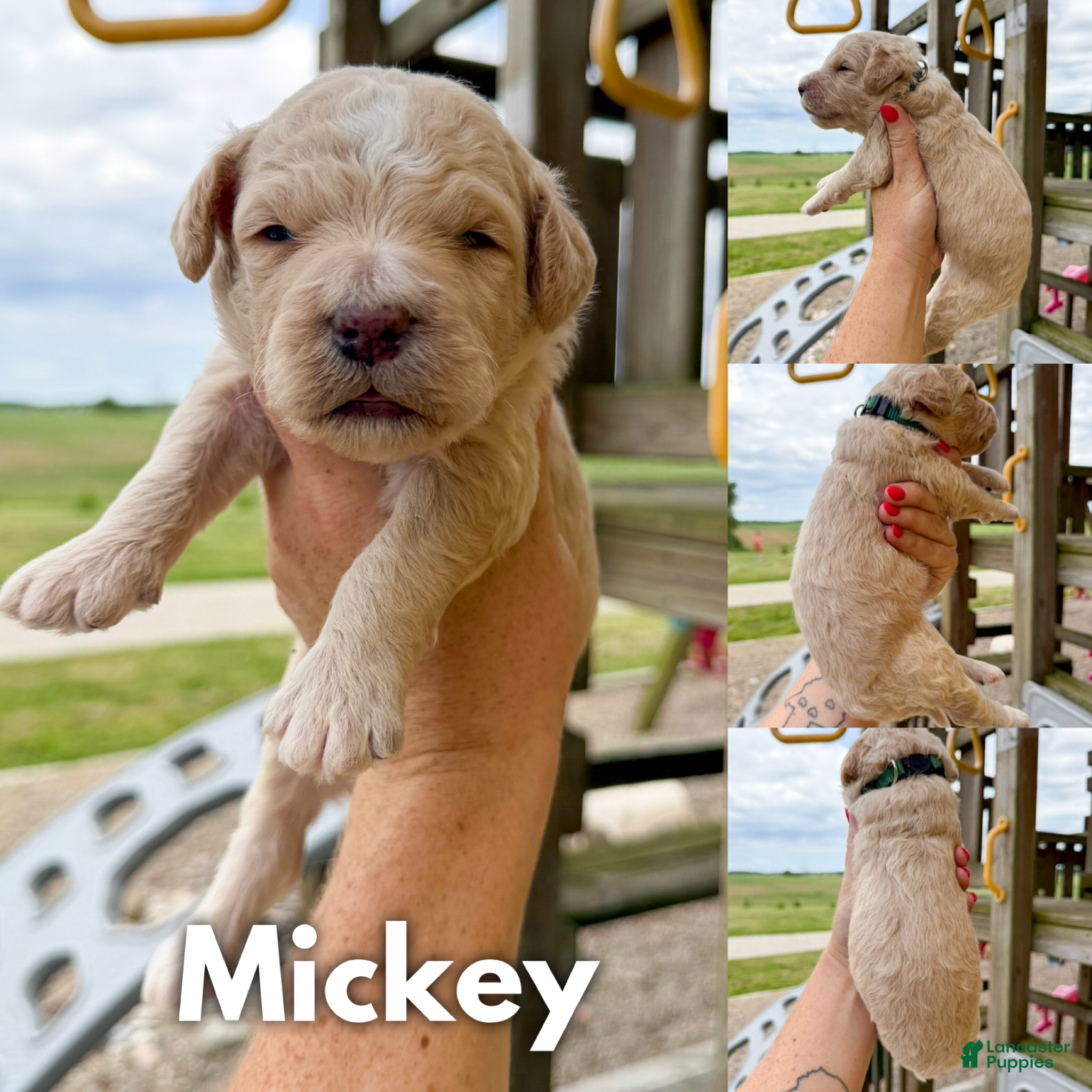 Goldendoodle dogs Mickey - F1b - Ad 1