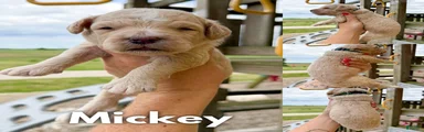 Mickey - F1b