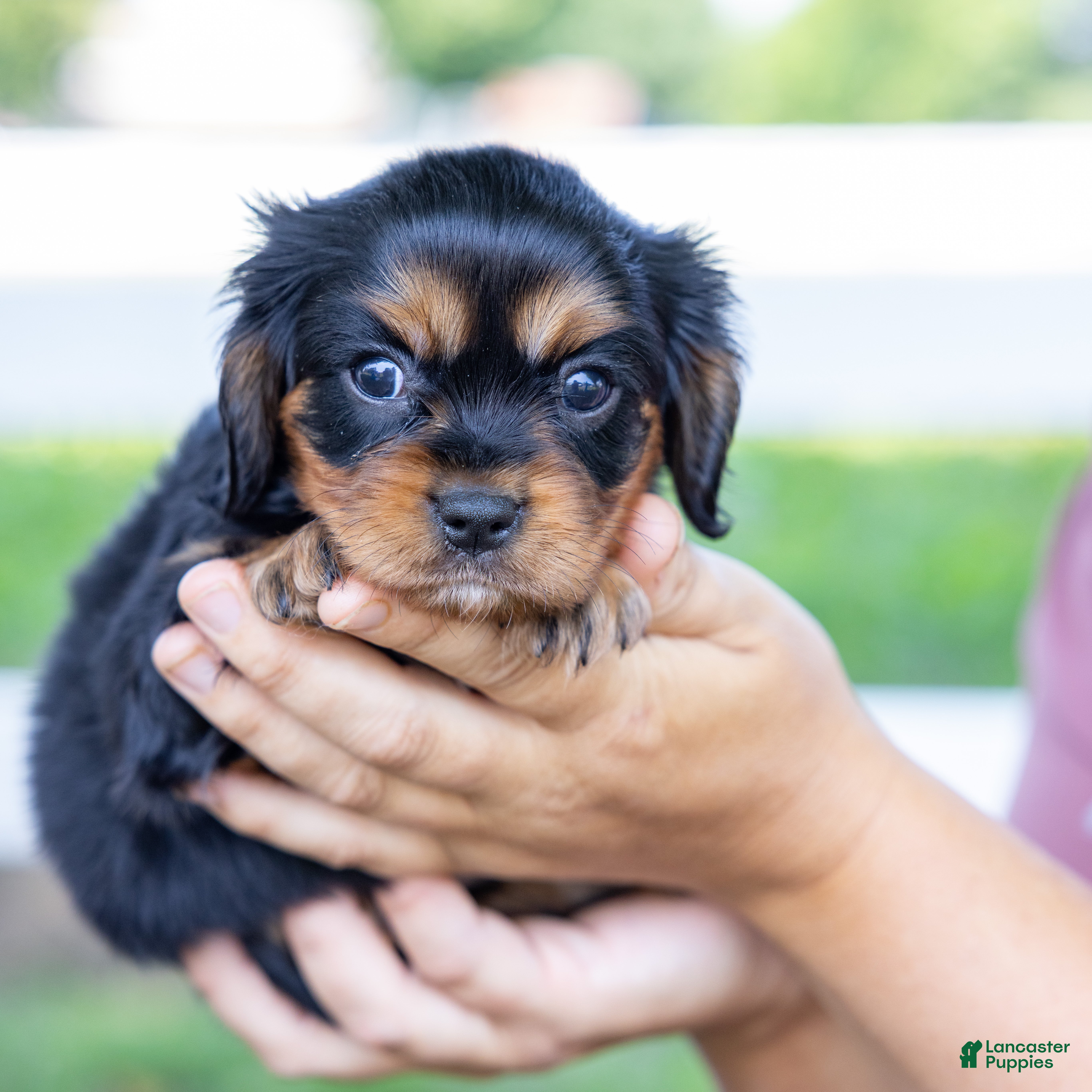 Cavalier King Charles Spaniel dogs Butch - Ad 1