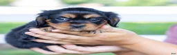 Cavalier King Charles Spaniel dogs for sale: Butch - Ad 6