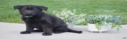 German Shepherd dogs for sale: Hudson - Ad 3