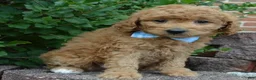 Mini Goldendoodle dogs for sale: Mini Ginger - Ad 10
