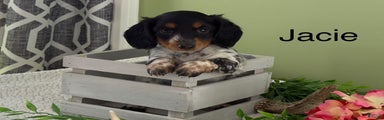 Jacie