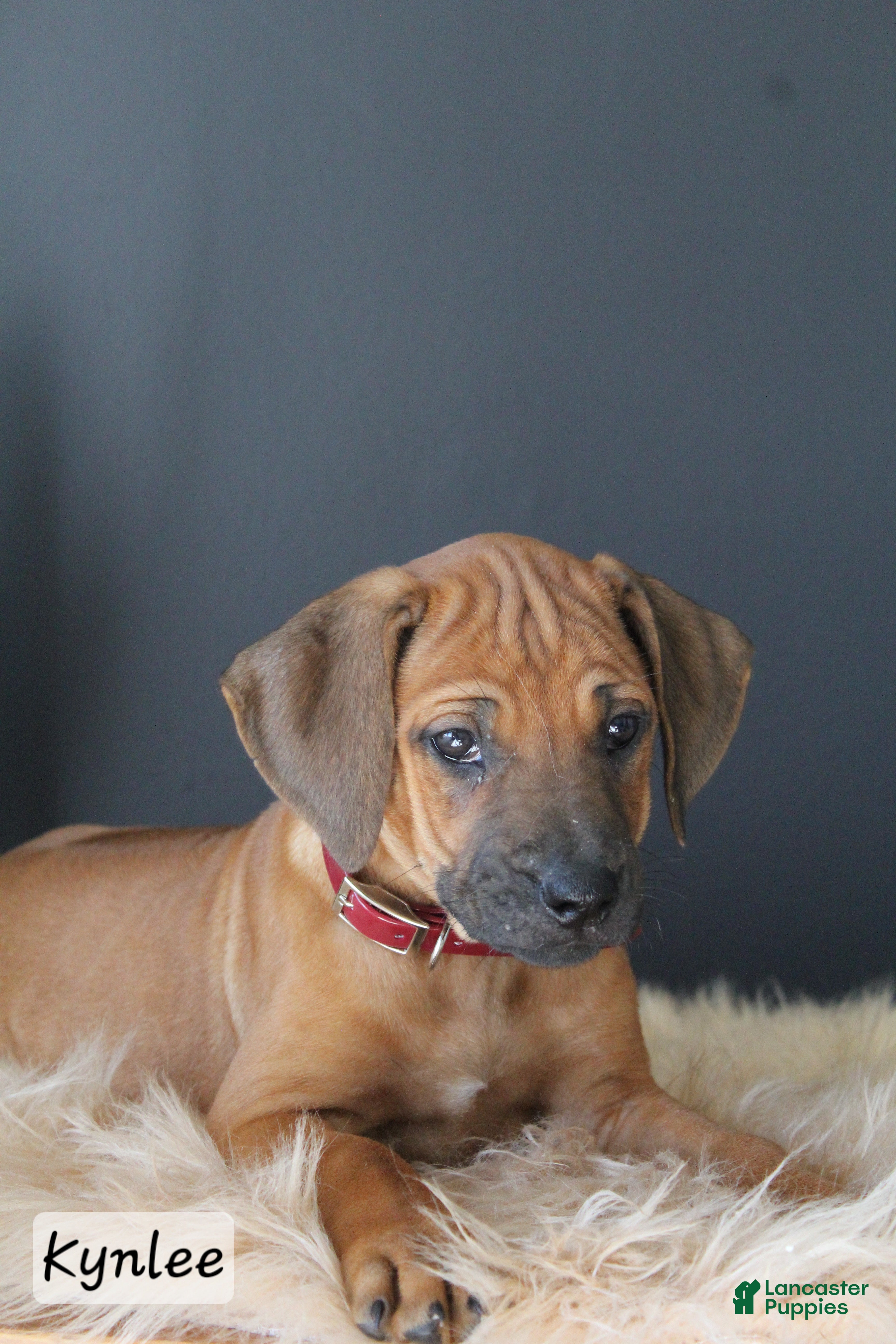 Rhodesian Ridgeback dogs Kynlee - Ad 1