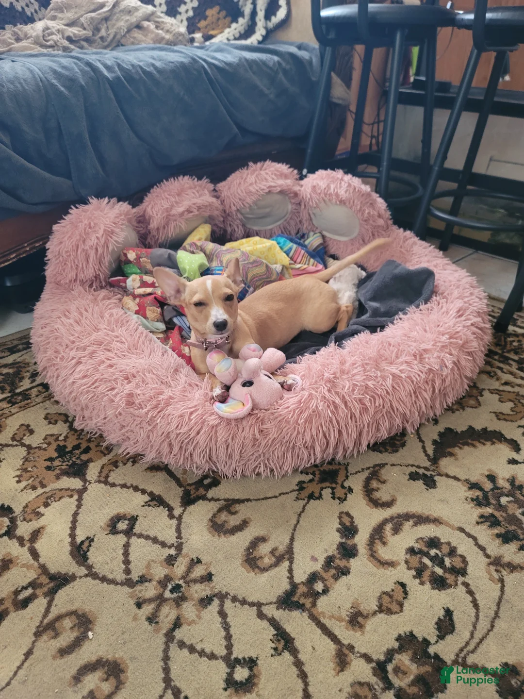 Chihuahua dogs for sale: Miriam - Ad 15