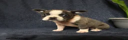 Boston Terrier dogs for sale: Francis - Ad 5