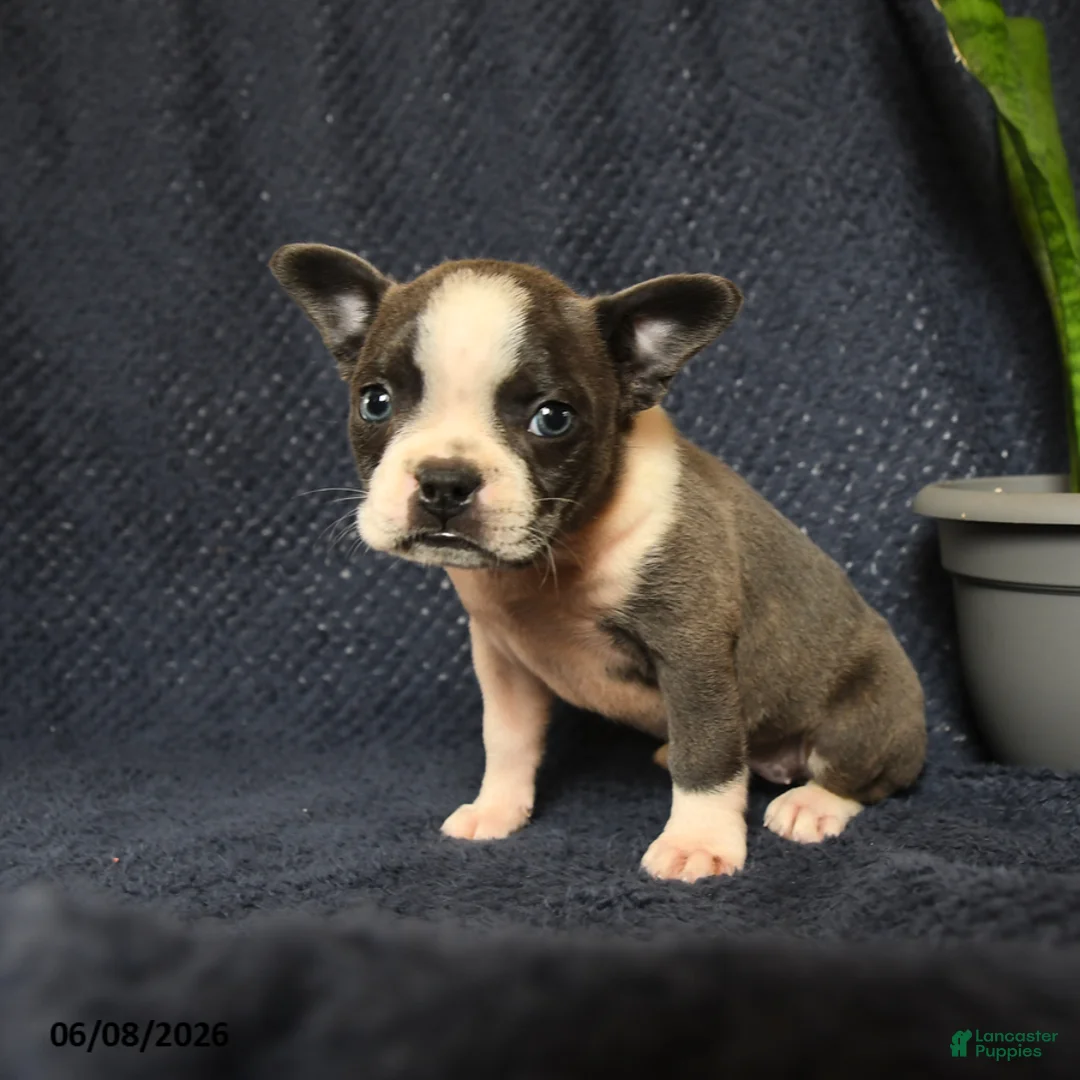 Boston Terrier dogs for sale: Francis - Ad 5