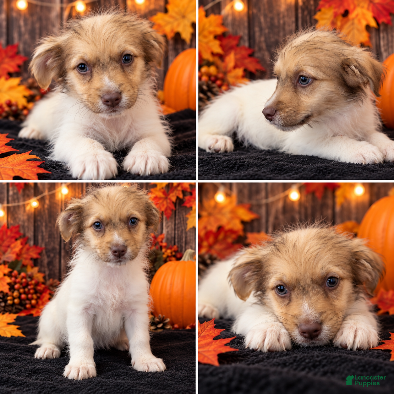Schnoodle dogs Schnoodle 2 - Ad 32