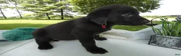 Sheprador dogs for sale: Sheprador 10 Lola - Ad 3