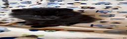 Pomeranian dogs for sale: Gomez - Ad 5