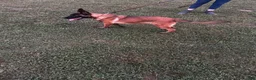 Mixed Breed dogs for sale: Nero - Ad 4