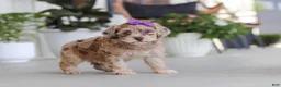 Havapoo dogs for sale: Chloe - Ad 5