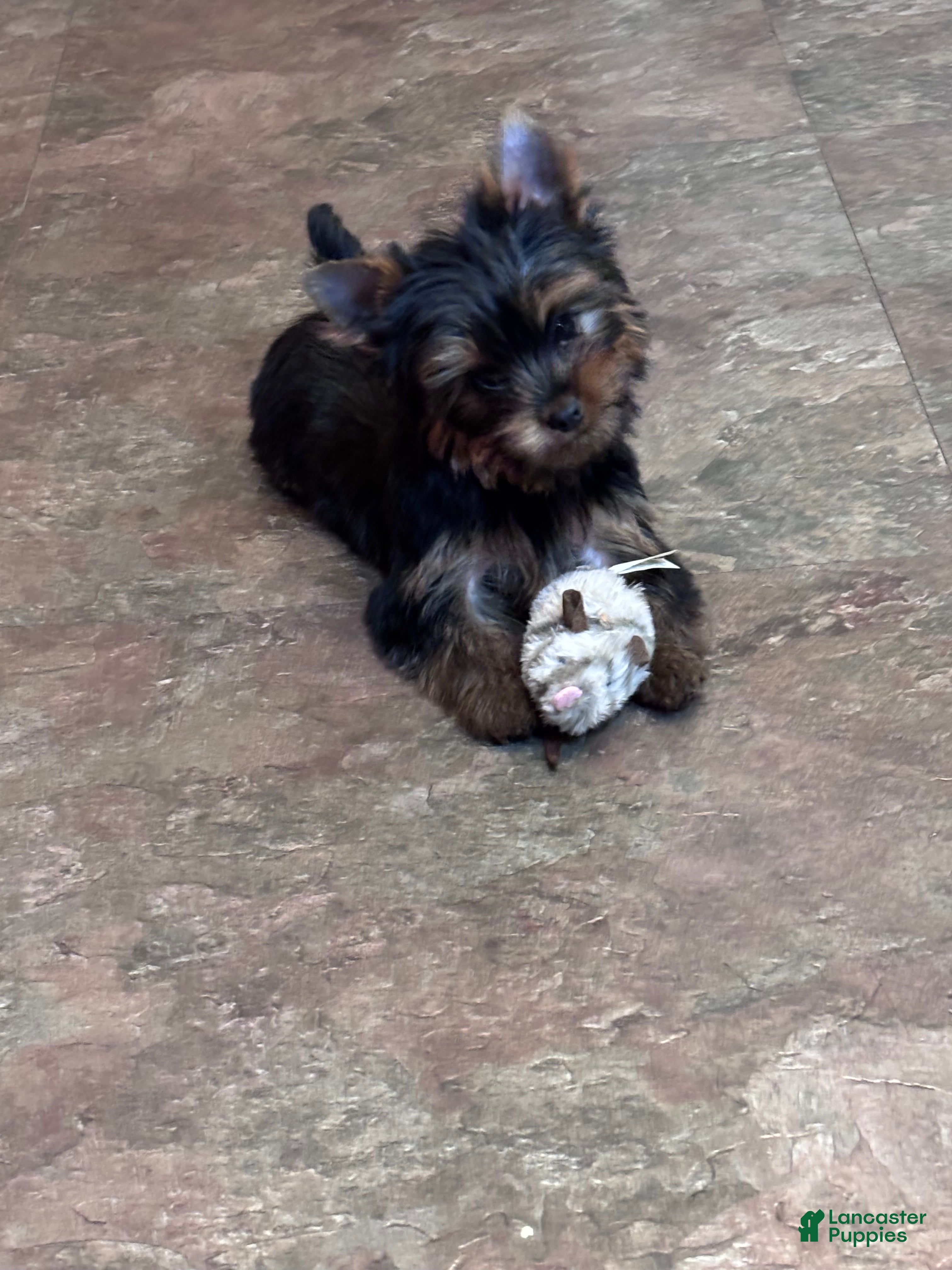 Yorkshire Terrier dogs for sale: Orange  - Ad 16