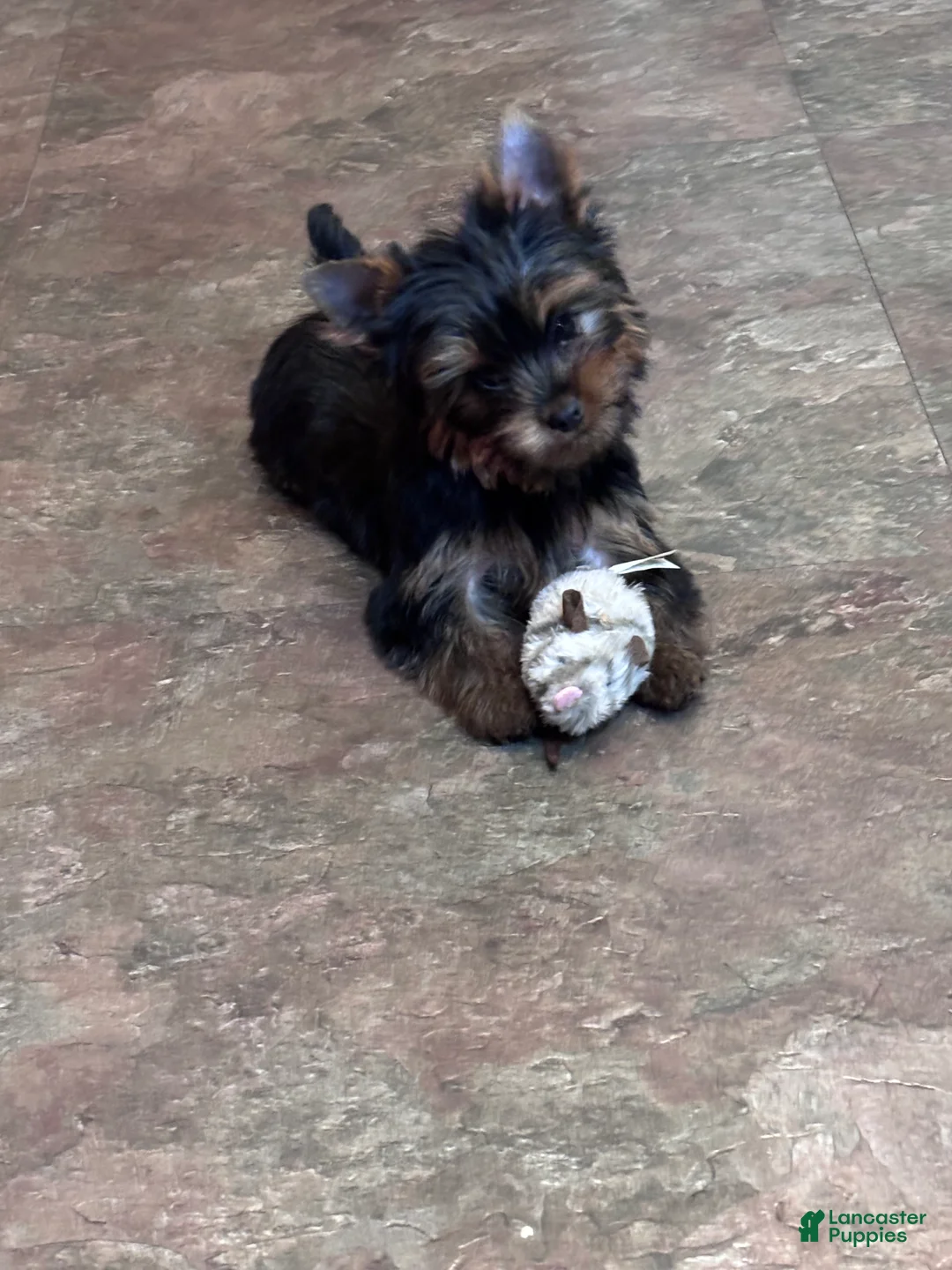 Yorkshire Terrier dogs for sale: Orange  - Ad 1