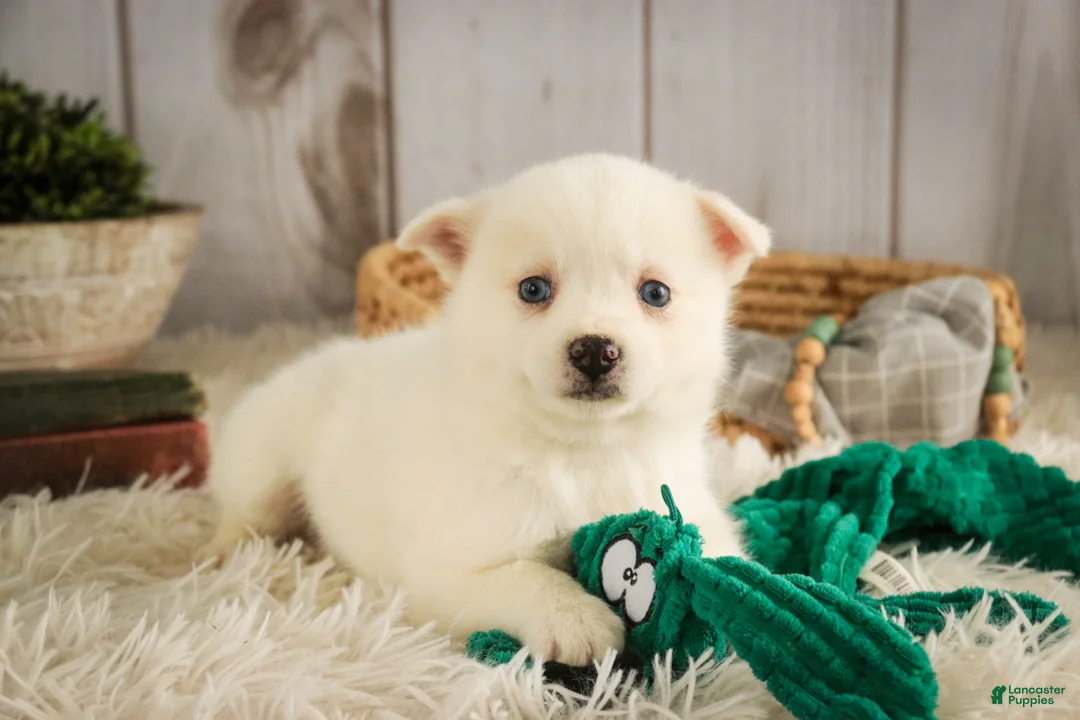 Pomsky dogs for sale: Saxon - Ad 3