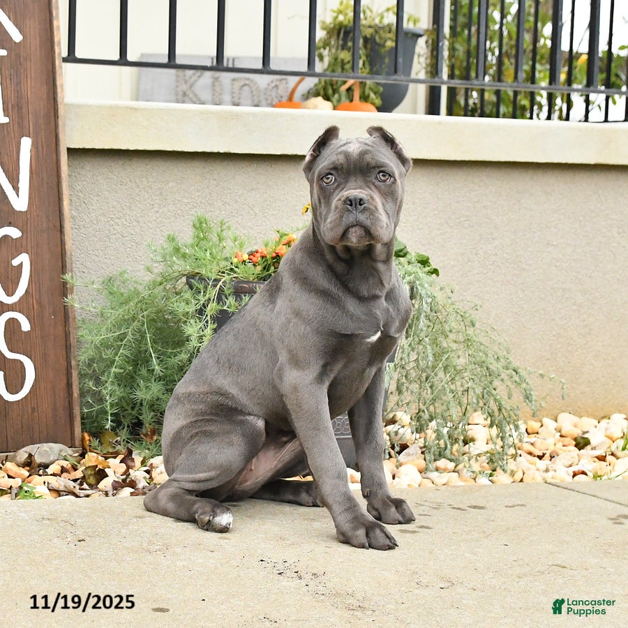 Cane Corso dogs Maggie - Ad 1