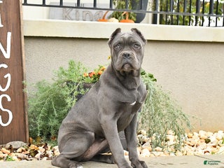 Cane Corso dogs Maggie - Ad 4