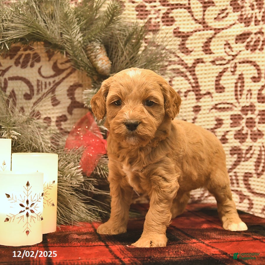 Cavachon dogs Timber  - Ad 3