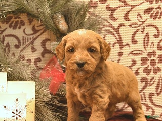 Cavachon dogs Timber - Ad 13