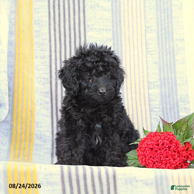 Miniature Poodle dogs Snapper - Ad 2