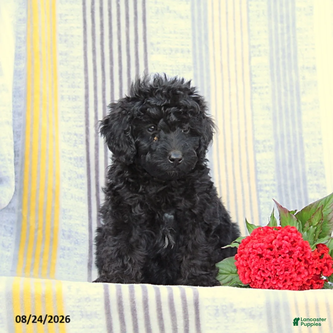 Miniature Poodle dogs for sale: Snapper - Ad 2